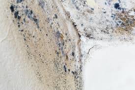 Best Black Mold Removal  in Rutledge, GA